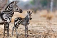 Le zèbre est un animal sauvage. Mais il n’en a pas moins développé une sorte de vie familiale plutôt étonnante. Un mâle adulte, une ou deux femelles et leurs petits. Voici comment se composent ces tribus. L’étalon est là pour veiller sur sa petite troupe. Assurer la sécurité tant des petits que des femelles. Les femelles, quant à elles, notamment au moment d’une naissance, se soutiennent mutuellement. Le zébreau, quant à lui, sera encouragé à se lever et gambader tout seul — en restant tout de même aux côtés de sa mère — très rapidement. © Will Burrard-Lucas, Tous droits réservés, Reproduction interdite